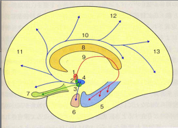 ファイル:図２アセチルコリン神経系の分布.png