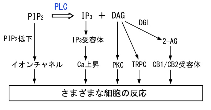 ファイル:PLC-1.jpg