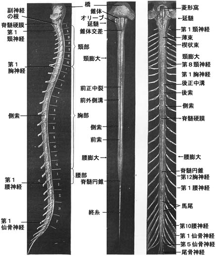 ファイル:Spinal cord whole view.jpg