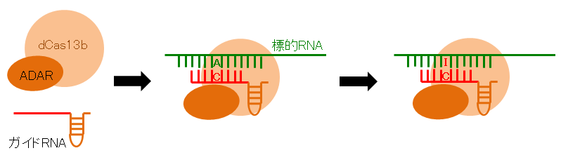 ファイル:ゲノム図３.png