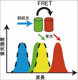 ファイル:FRET-図3.jpg