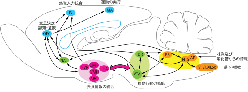 核様体: それは何か、機能と構造 - 核様体とは何ですか