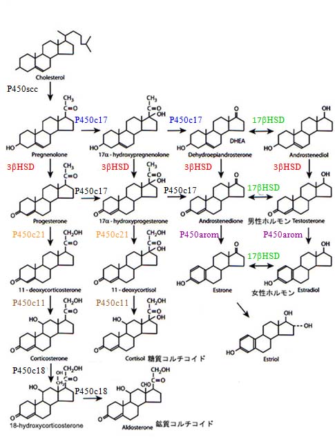 Steroid synthesis.jpg
