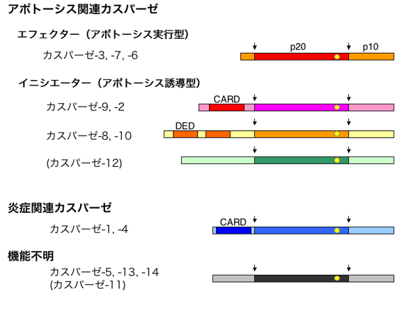 ファイル:Caspases diagram jp.png
