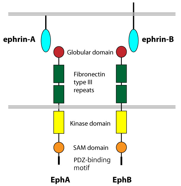 Eph受容体のタンパク構造の模式図。