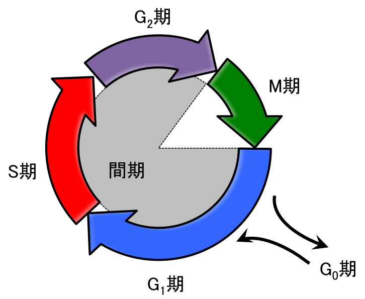 ファイル:図1：cell cycle.png
