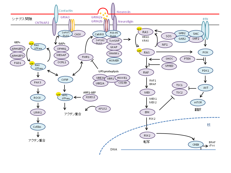図4.　シナプス後部におけるID関連分子群 シナプス後肥厚形成、細胞骨格再構成、シグナル伝達、エピジェネティックスな転写制御に関わる代表的な経路を示す。図3と同様ID関連遺伝子がコードする分子は紫色で提示されている。(H. van Bokhoven , 2011より改変引用)