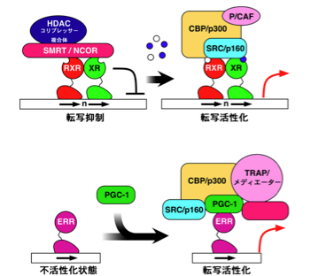 脱水状態になると体は何を失うのでしょうか？