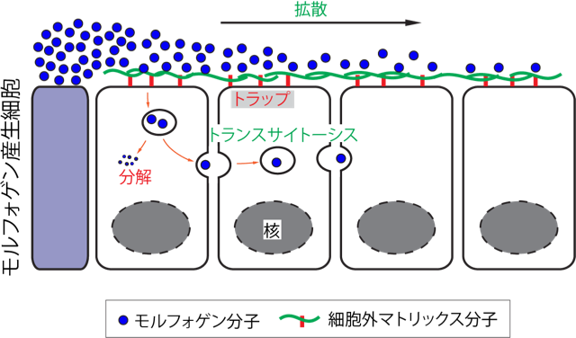 胞子形成とは何か、その例 - 胞子形成の例