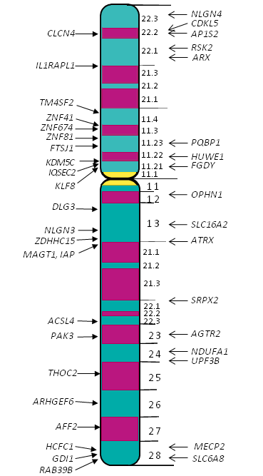 図2.　 非症候性XLIDの責任遺伝子 左側に非症候性XLID (MRX)に関わる22遺伝子、右側に非症候性XLID (MRX)と症候性XLID (MRXS)の両方に関わる17遺伝子を示す。(Greenwood Genetic Center, updated July 2011より改変引用)