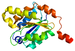 ファイル:Protein GPHN PDB 1ihc.png