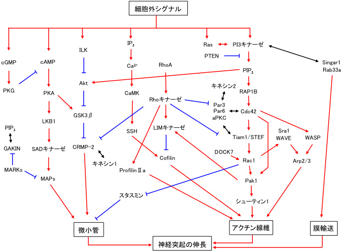 細胞の種類: 細胞の正体、部分、機能 - 真核細胞
