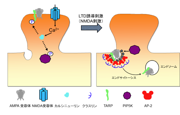 エイリアン: 映画のように酸性の血液を持つ生き物が存在する可能性はありますか?