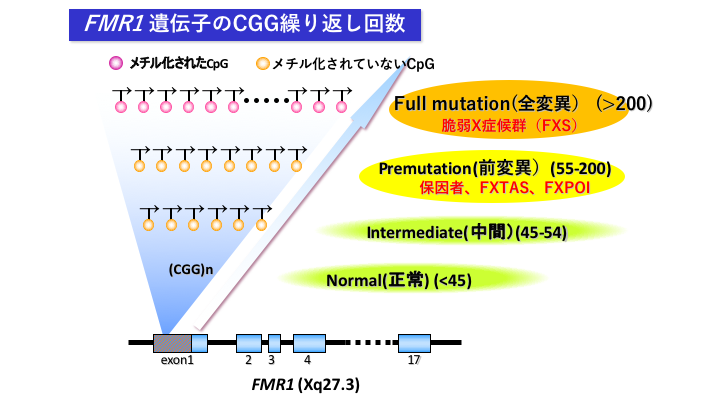 ファイル:Okazaki Fragile X syndrom Fig.png