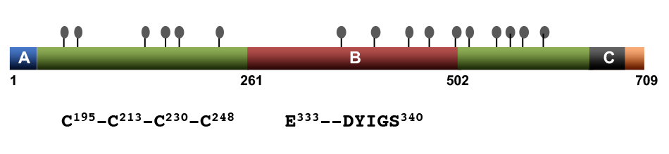 図1. ニカストリンの構造 ●：糖鎖付加が予想されるAsn残基、A: シグナル配列、B: DAPドメイン、C: 膜貫通ドメイン．