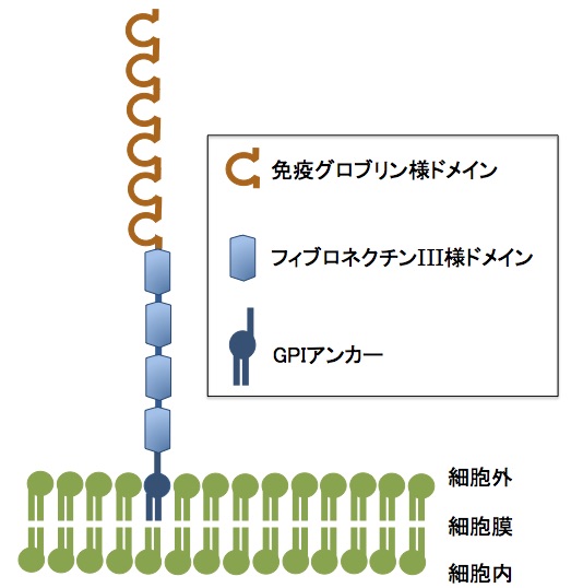 ファイル:Masuda-TAG-1 Fig.1.jpg