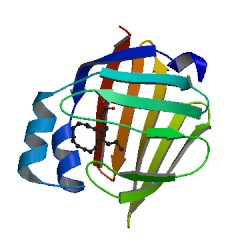 ファイル:Crystal structure human FABP7 1fdq.png