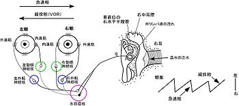 図4．温度刺激で誘発される前庭眼振とその発現の神経機構。（頭を60度後屈させ、右の外耳道に温水を注入したときに生じる水平半規管のリンパ流と、それにより生じる水平性VOR。図は頭の後部より中耳を眺めたもの。水平半器管は、この頭位では垂直に位置する。誘発される眼振の緩徐相（VOR）と急速相を右下に示す。