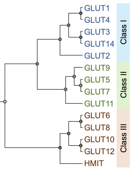 ファイル:Ohtsuki glucose transporter Fig3.png