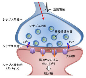 4. 脳内化学物質が気分を左右する