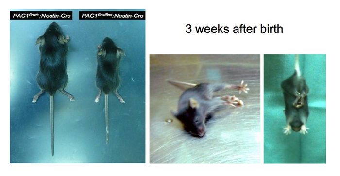 異人種間の混血 - 大衆文化 交配は雑種形成の原因の 1 つである可能性があります。