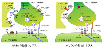 オキシコンチンとオキシコドンはどちらも脳内の特定の受容体に結合することで作用します。 オキシコドン vs オキシコンチン