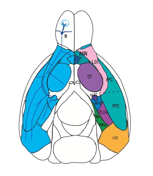 Brainbow は、このトランスジェニック マウスの脳のニューロンを約 90 の異なる色の組み合わせでラベル付けしました。 ストリンガー/ゲッティイメージズ/AFP