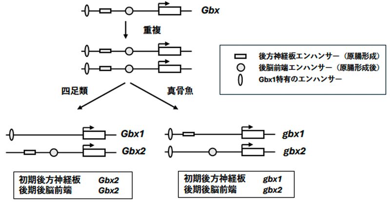 ファイル:Yamasu Gbx family Fig3.jpg