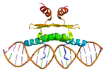 ファイル:Protein MEF2A PDB 1c7u.pngのサムネイル