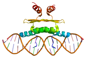 Protein MEF2A PDB 1c7u.png