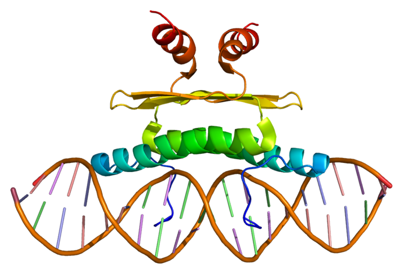 ファイル:Protein MEF2A PDB 1c7u.png