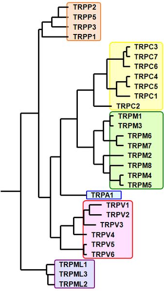 ファイル:TRP Channel Figure2.jpg