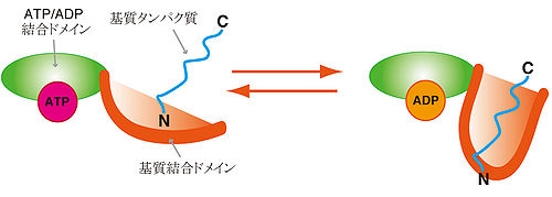 Calathea: ケア、温度、灌漑、生殖と病気 - Calathea 植物の基質とその肥料