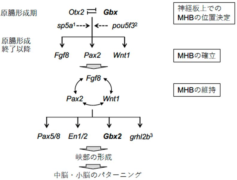 ファイル:Yamasu Gbx family Fig2.jpg