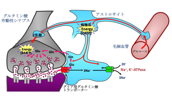 ヒアルロン酸のパワーと効果