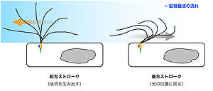 図4. 上衣細胞の繊毛運動。可動生繊毛は非対称的な運動様式を実現することで高速かつ効率的に繊毛運動を行う。前方ストロークでは、繊毛全体が液流方向へと曲がることで液流を生み出すのに対し、後方ストロークでは、繊毛の根元を大きく曲げることで抵抗を減らし、 発生した液流を遮らないように運動する（文献[4]改変）。