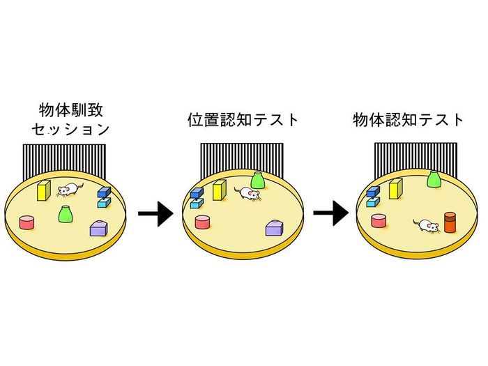 塩分の摂取は脳に驚くべき反応を引き起こす