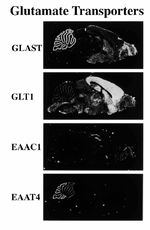ファイル:グルタミン酸トランスポーター3.pngのサムネイル