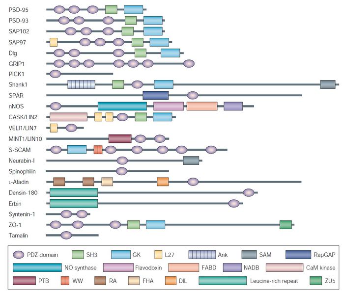 なぜアキレス腱と呼ばれるのでしょうか？