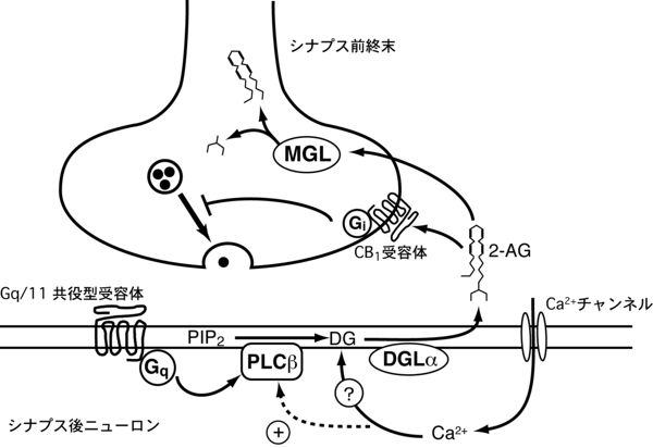 冬は心臓発作による死亡リスクが高まる