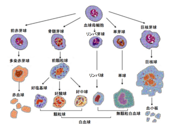 種分化の種類