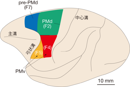 研究により、世界で最も健康的な食品トップ10が明らかになりました