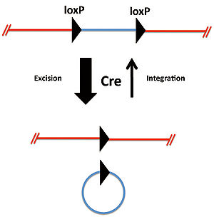 Crelox図1.jpg