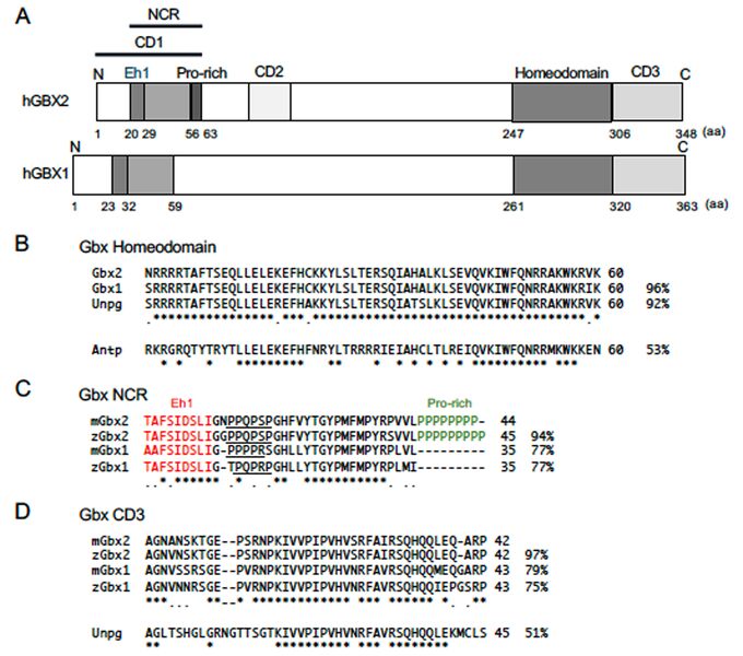 ファイル:Yamasu Gbx family Fig1.jpg