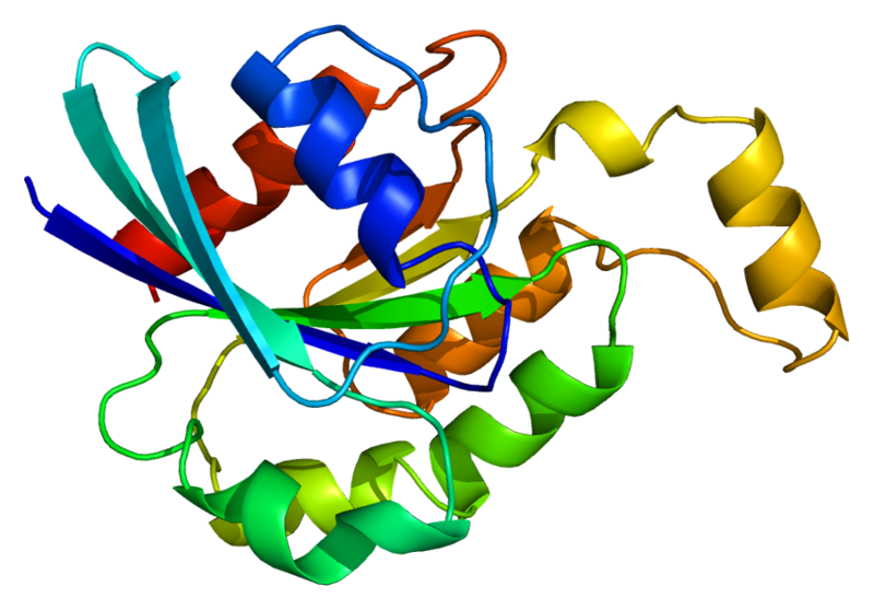 ファイル:Protein RHOA PDB 1a2b.png
