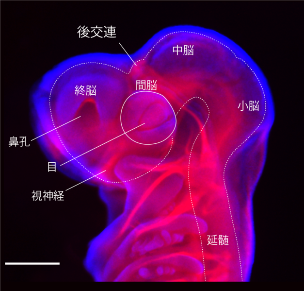 ファイル:図2：トラザメ胚（St.28）の中枢神経系.png