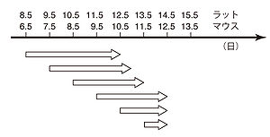 藻類 藻類は(高等植物とは異なり)胚から形成されません。