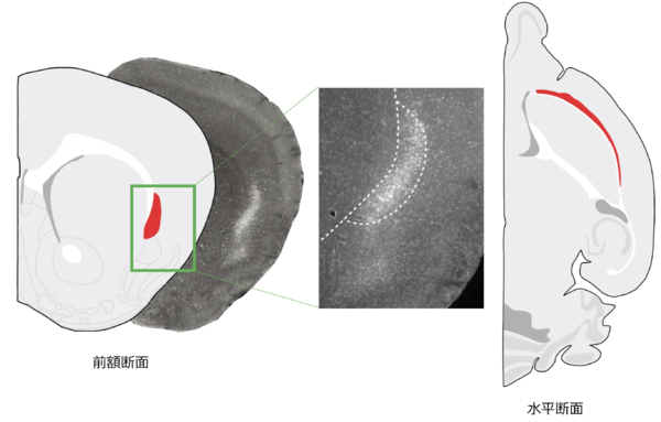 研究者らは、殺されたばかりのマウスの激しい脳活動を検出した