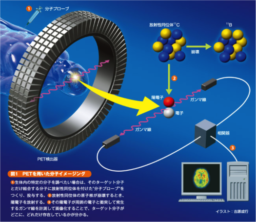 犬のライム病 – さまざまな側面を持つ細菌感染症