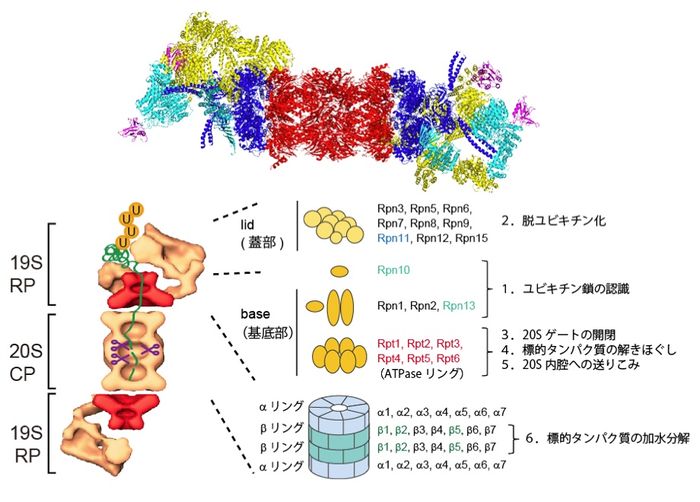 低光量を必要とする観葉植物 - Aspidistra